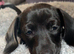 Black dachshund 8 weeks old
