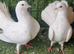 Fantail pigeons
