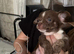 Chihuahua puppies