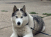 Siberian Husky Dog Available