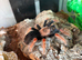 Mexican Fire Leg Tarantula with set up and heat mat
