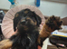 Cocker spaniel pups
