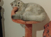 Scottish fold girl 7 months