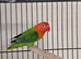 Love birds