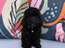 Only one Pup Left Ready 3-7-2026 from Extensively DNA & Health Tested Parents