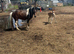 Lovely mare and filly foal for sale