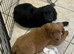 Beautiful Cockapoo x puppys