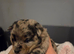 4 Beautiful Pomchi x Pups ready to reserve