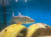 Tinfoil Barb/Red Fin Cigar Sharks for sale