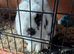 2 mini loop rabbits