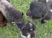 Ryeland coloured lambs