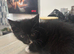 Beautiful 8wk old kitten ready to leave