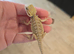 Baby Bearded Dragons- Ashford TW15