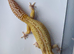 Mack Snow Tremper (M) Leopard Gecko