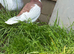 Tumbler pigeons in pocklington
