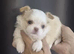 Beautiful chihuahua puppies kc
