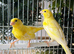 Pair of stunning German roller canarys