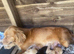 Gorgeous cockapoo pups