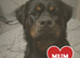 Ready to Go - Fluffy Rottweiler Puppies
