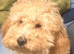 Ad &ndash; Cockapoo Puppy for Sale
