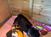 True Jack Russel puppy’s for sale