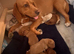 Beagle/Red Fox Lab x Red Fox Lab puppies