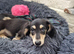 Last Wonderful KC Registered Miniature Longhaired Dachshund Puppy