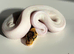 Royal pythons for sale