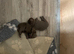 2 Girl Silver Labrador puppies for sale ready 20/9/ 2026