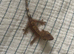 Baby crested gecko .