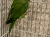 Babe Ring neck And one adult