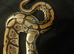 Ball Python