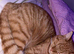 Adult cat