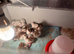 Beautiful Guinea Fowl keets