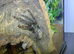 Female Sun Tiger Tarantula