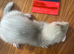 8 week ferret rehome