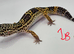 2025 black night cross leopard gecko female