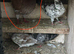King pigeons