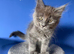 7 kittens - 4 left (2 boys, 2 girls)