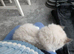 Ragdolls