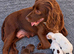 Cocker Spaniel Puppies