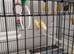 Beautiful Mixed Canaries