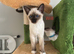 Gorgeous Ragamese Boy-Ready To Leave