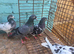 Pigeons for sale