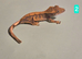 Juvenile Crested Geckos with full Lineage
