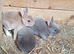 Mini Rex babies