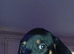 Dachshund puppies