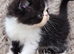 Beautiful Persian kittens