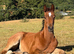Stunning filly! well bred and a super mover