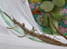 Nui Chua Rabaeyae Eggs Approx. 5-10
